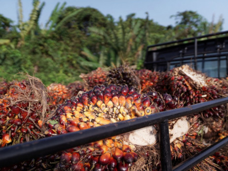 Evropska komisija će do 2030. zabraniti goriva na bazi palminog ulja