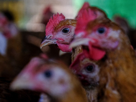 Cena piletine raste od Menhetna do Malezije