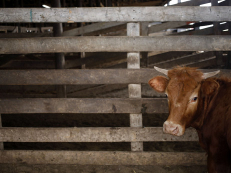 Istraživanje: EU treba da smanji broj goveda da bi redukovala metan