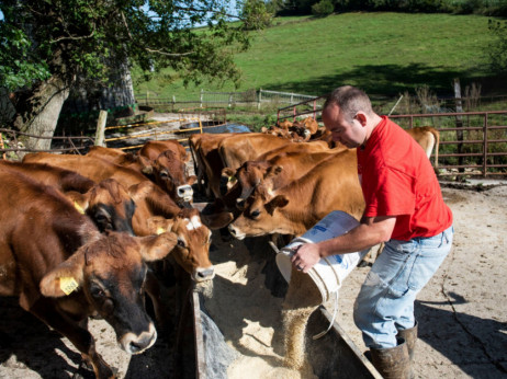 Farmeri u Holandiji protestuju protiv plana da se smanji broj stoke