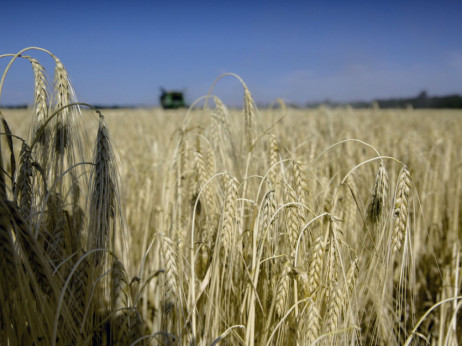 Vlada odobrava izvoz žitarica, da li će ih proizvođači prodati