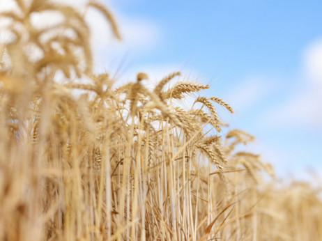Indija bi mogla da uvozi pšenicu, što ugrožava premijerov plan o prehrani sveta