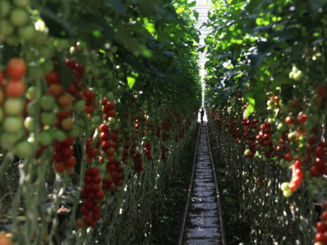 Od piva do paradajza, evropska energetska kriza se preliva