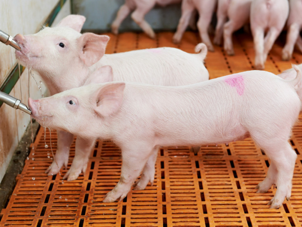 Udruživanje i modernizacija jedina nada za svinjarstvo u Srbiji