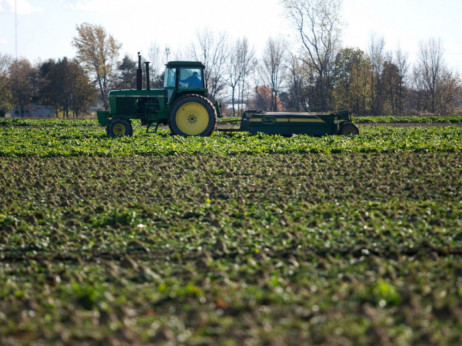 Srbija subvencioniše proizvodnju šećerne repe, problem rasparčanost