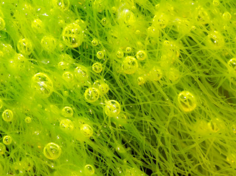 Pustinjske alge možda će rešiti problem gasova staklene bašte