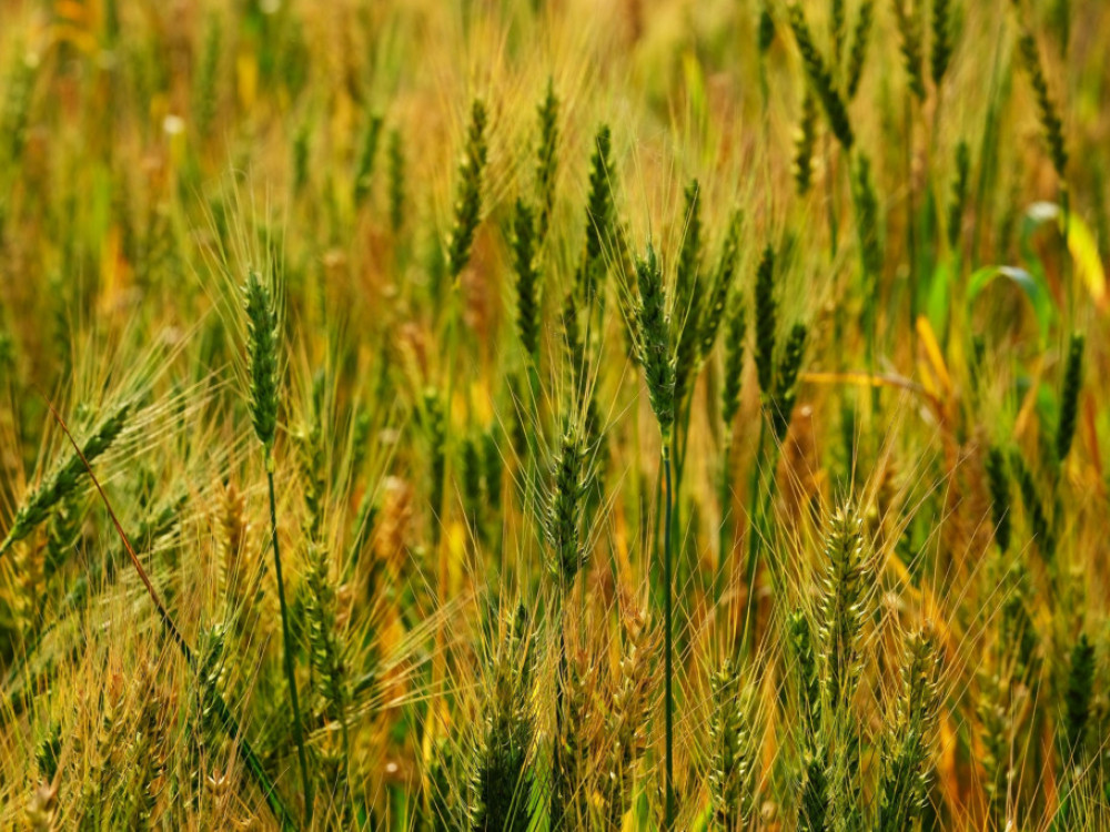 Eksplozija greenwashinga u prehrambenoj industriji