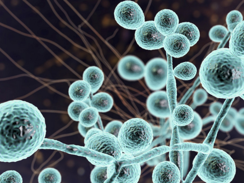 Širi se smrtonosna gljivica Candida auris. Ovo su odgovori na ključna pitanja