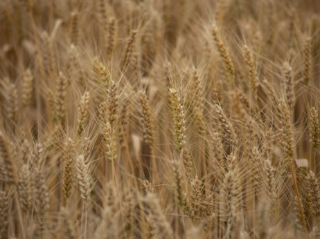 Kina će domaćom pšenicom više nahraniti stoku