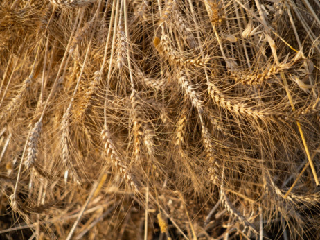 Poskupljenje pšenice od 10 odsto preti da podstakne inflaciju