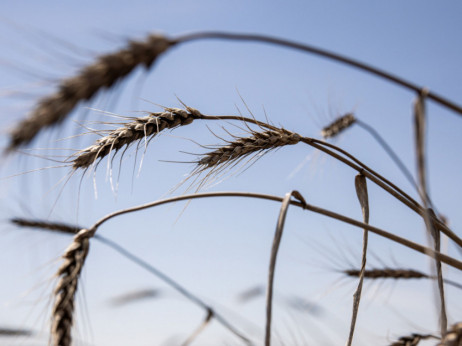 Pšenica u padu dok izvoz s Crnog mora traje uprkos sukobima