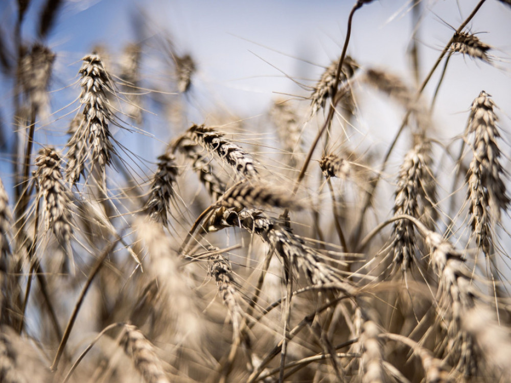 Poskupela pšenica, napadi Ukrajinaca prete crnomorskom izvozu