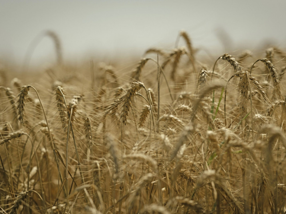 Ruska pšenica preplavila tržište, cene najniže u poslednje tri godine
