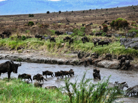Safari bez gužve - najbolji način da se vidi velika migracija Afrike