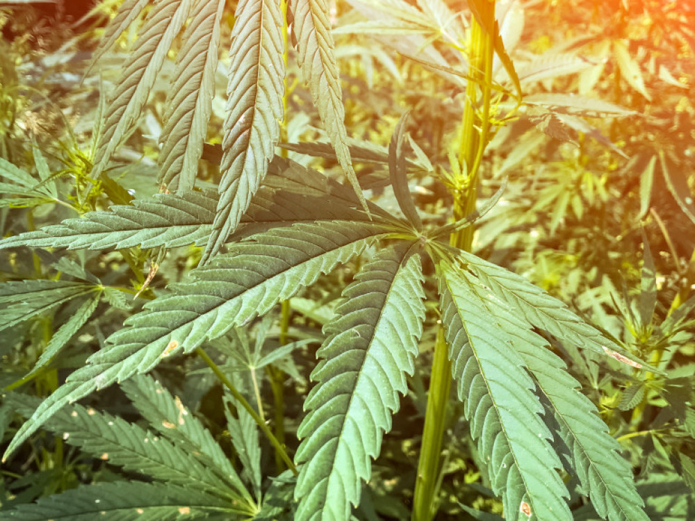 Ko 'kosi' profit od zelene trave doma mog?