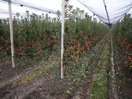 Delta Agrar i Delez Srbija obišli moderne zasade jabuka u okolini Zaječara