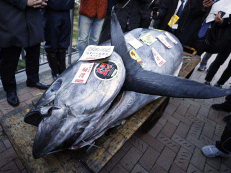 Džinovska tuna na ribljoj aukciji u Tokiju prodata za skoro 800.000 dolara