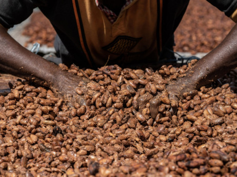 Obala Slonovače povećala otkupnu cenu za kakao za 50 odsto