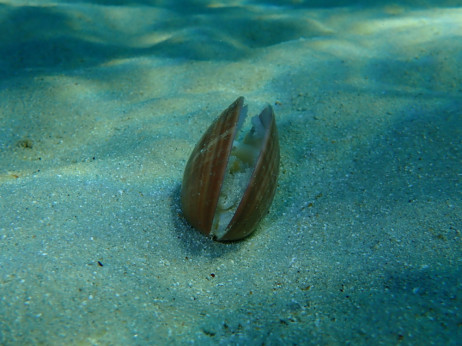 Kad kopno postane tesno, Trump se okreće morskom dnu