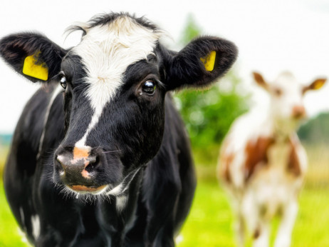 Lek za krave mogao bi da smanji emisije metana