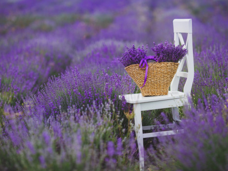 Lavanda pokreće biznise i u Srbiji - ne traži mnogo, ali mnogo daje