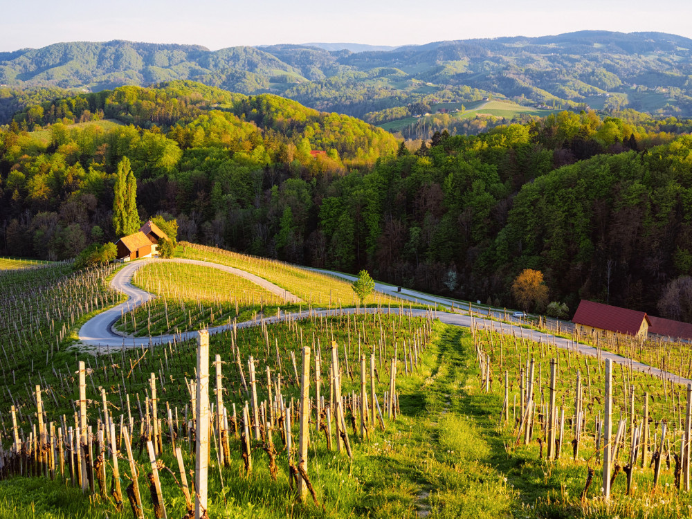 Predlog za vikend - otkrijte slovenački vinski turizam