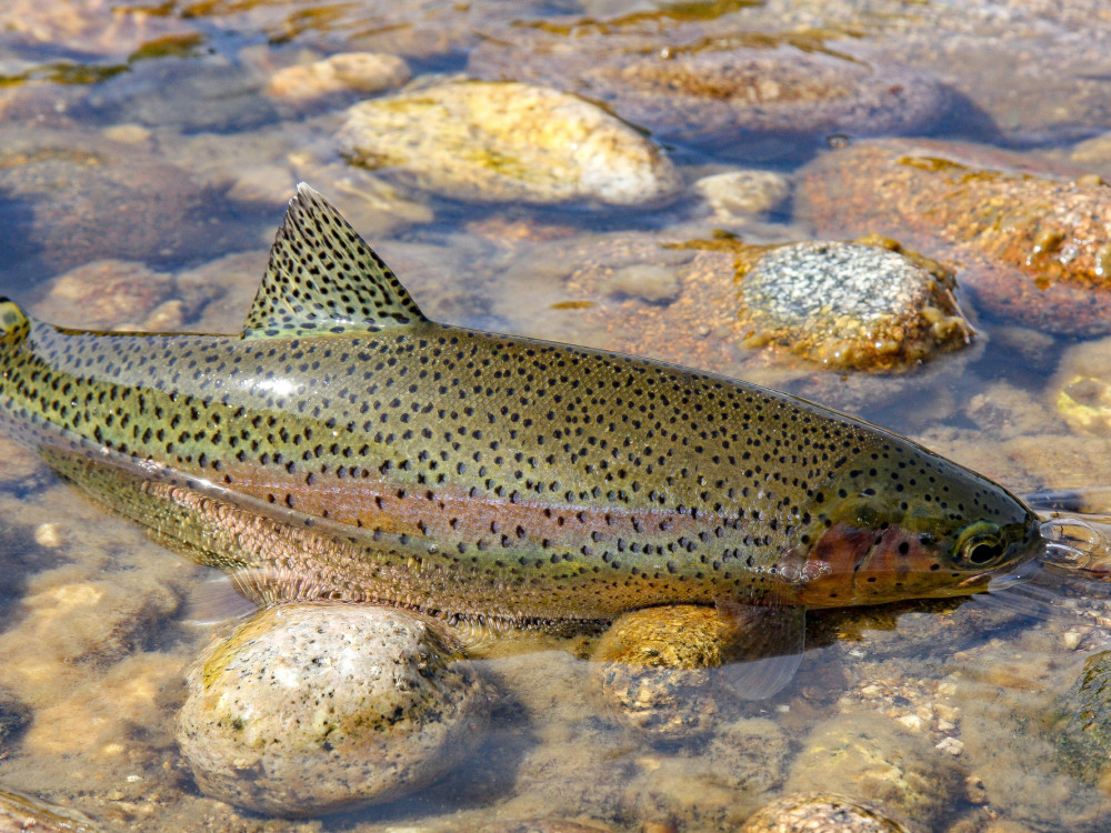Da li je srpsko ribarstvo na izdisaju