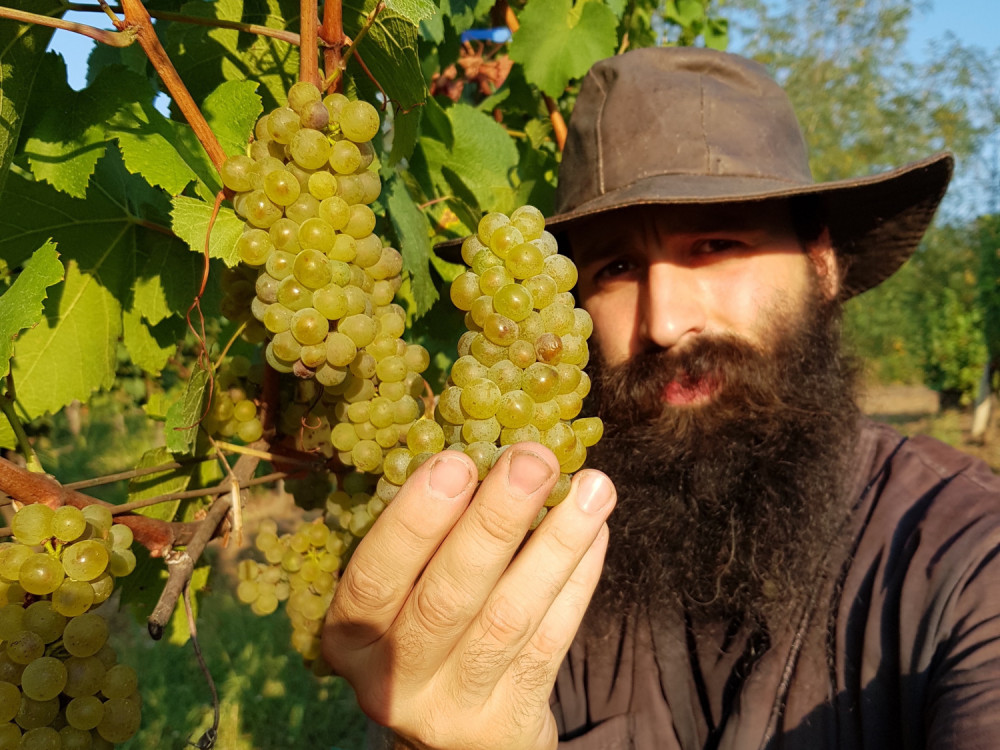 Nove butik vinarije i veliki igrači naš adut u utakmici sa klimom