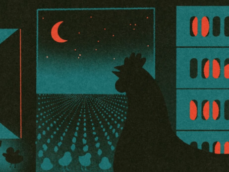 Kako je selektivni uzgoj kroz više generacija stvorio izmučene piliće