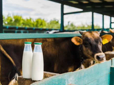 Kako Srbija može da stvori stabilno tržište mleka