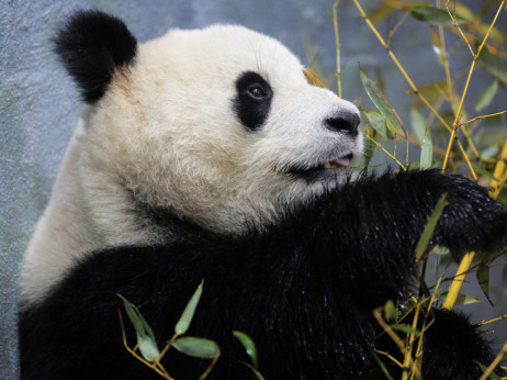 Kina se sprema da pošalje pande u SAD uoči Trumpove posete