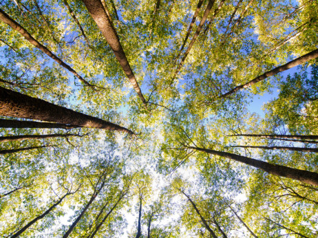 Tišina na prodaju: Organizovane šetnje i ‘kupanje’ šumom novi wellbeing trend