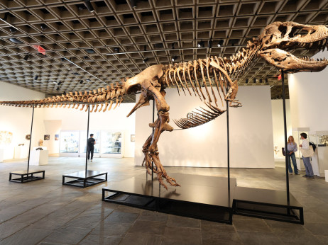 Tiranosaurus reks Gus prodat za rekordnih 50,1 milion dolara na Sotheby’s aukciji