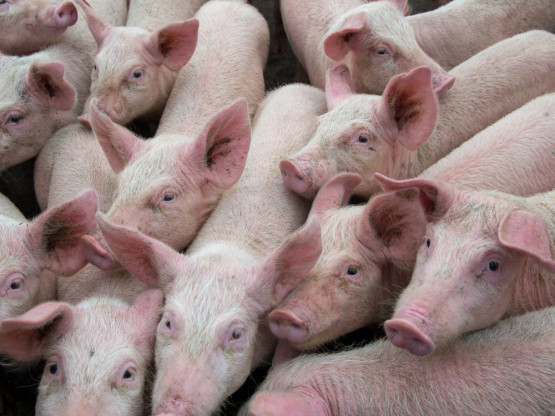 Kako epidemija afričke kuge svinja utiče na tržište mesa u Srbiji